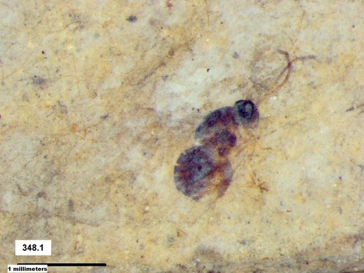 Genus sp