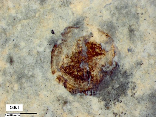 Genus sp