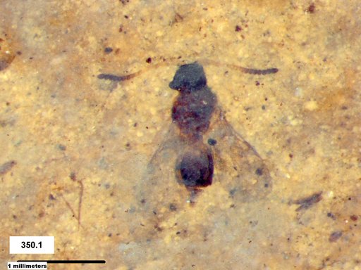 Diapriidae