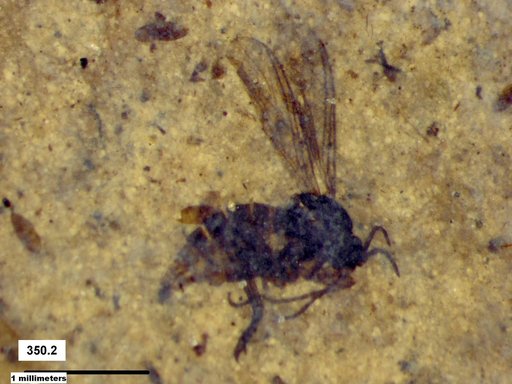 Sciaridae