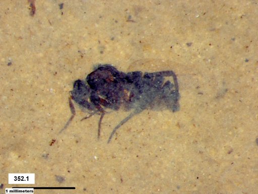 Diptera