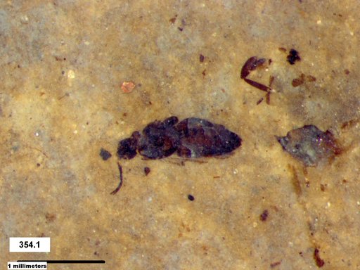 Genus sp