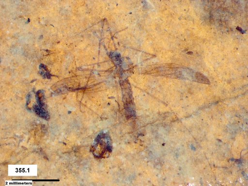 Diptera
