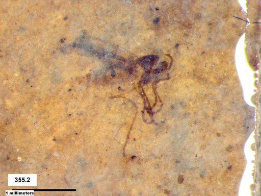 Diptera