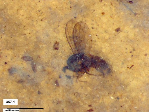 Diptera