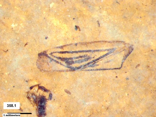 Genus sp