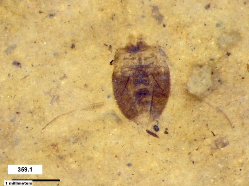 Corixidae