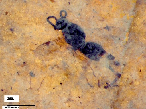 Proctotrupidae