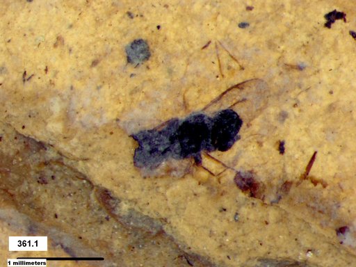 Genus sp