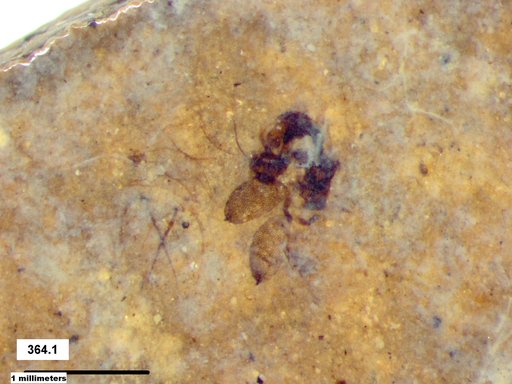 Chaoboridae