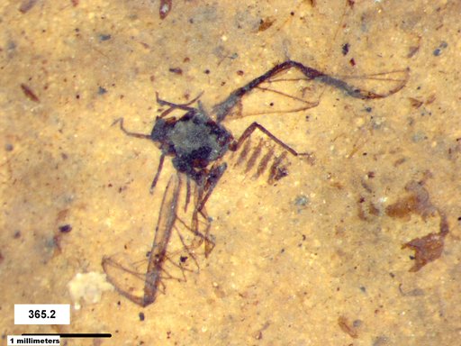 Aphididae