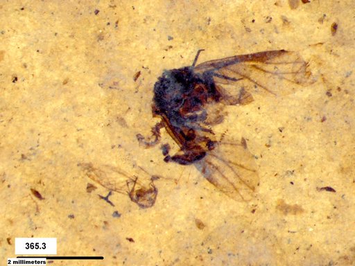 Aphididae