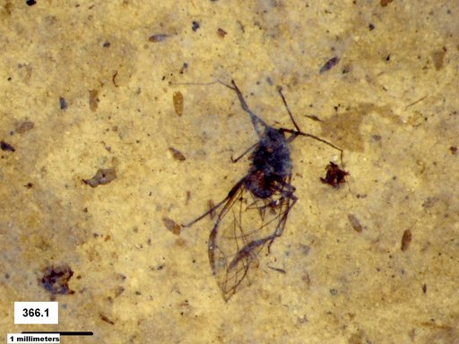 Aphididae