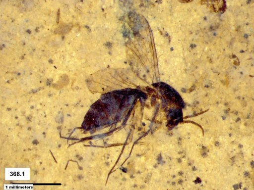 Mycetophilidae