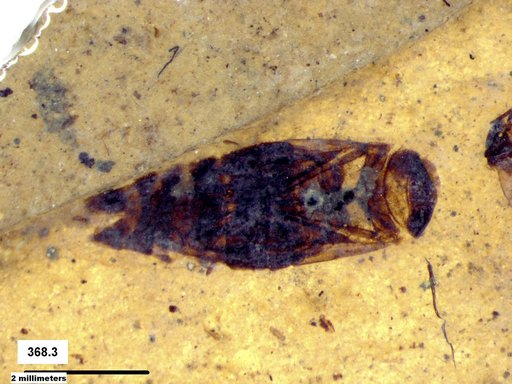 Corixidae
