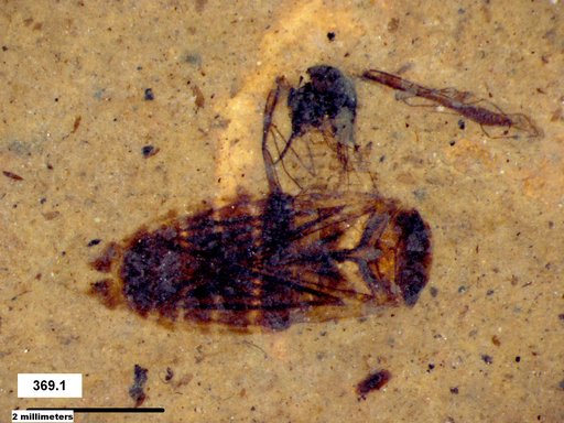 Corixidae