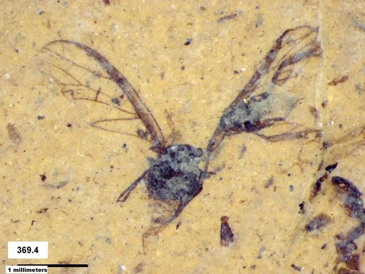 Aphididae