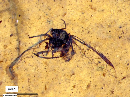 Aphididae