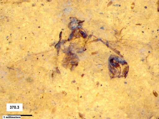 Diptera