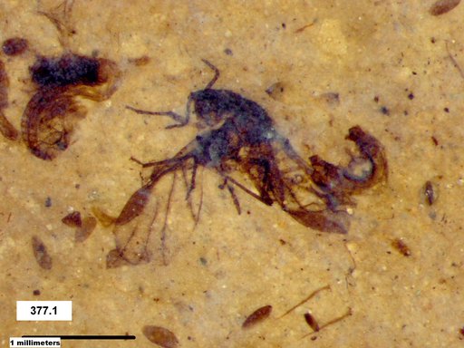 Aphididae