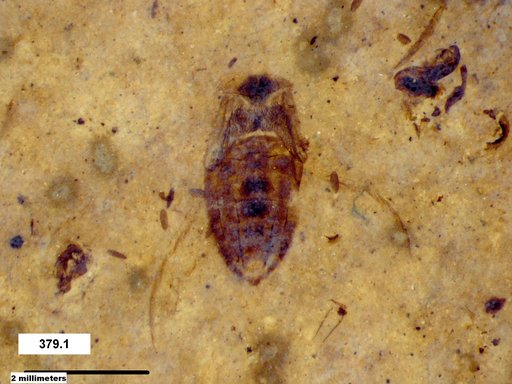 Corixidae