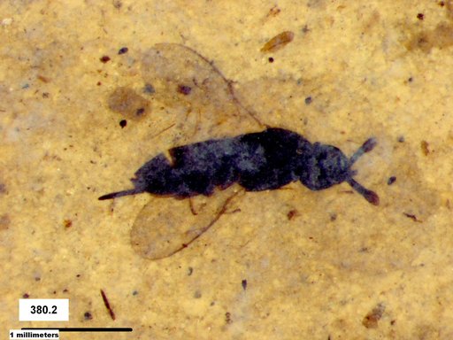 Genus sp