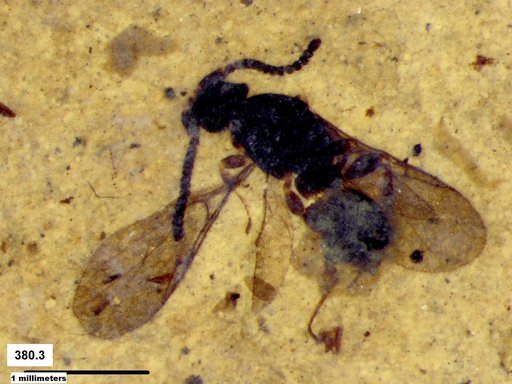 Diapriidae