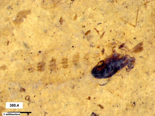 Diptera