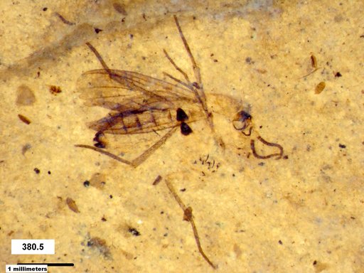 Diptera
