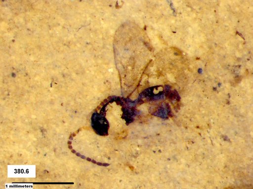 Genus sp