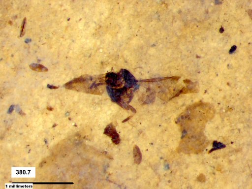 Aphididae