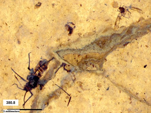 Genus sp