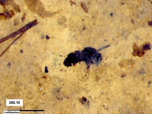 Genus sp