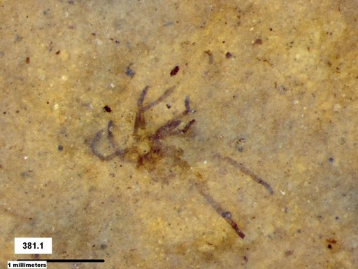 Genus sp