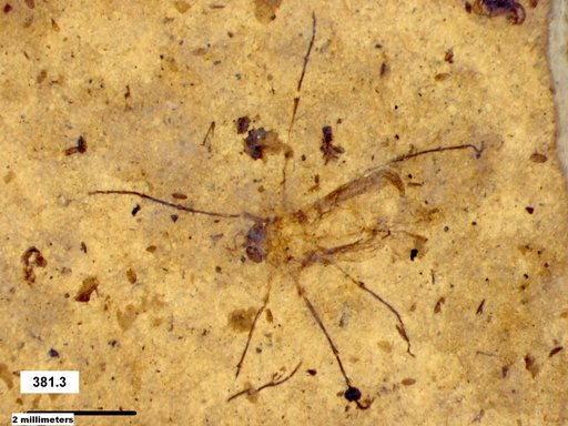 Diptera