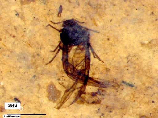 Aphididae