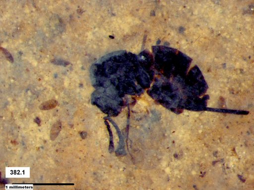 Genus sp