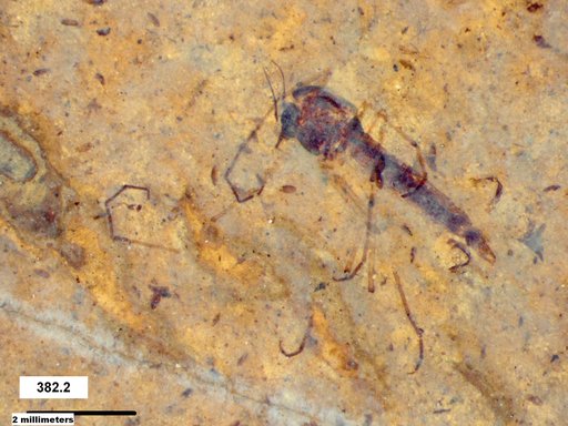 Genus sp