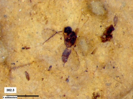 Genus sp