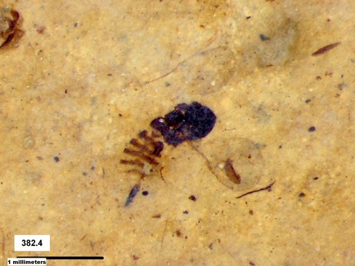 Genus sp