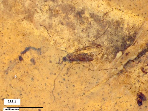 Diptera