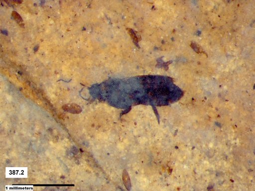 Genus sp