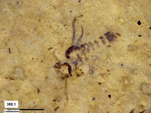 Chaoboridae
