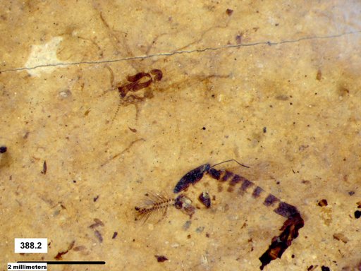 Chaoboridae