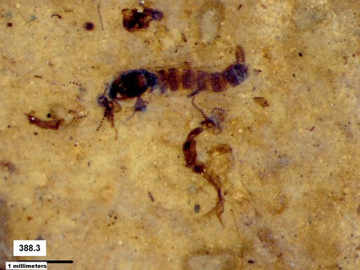 Chaoboridae