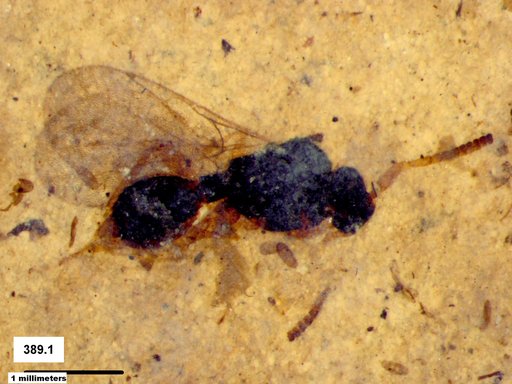 Diapriidae