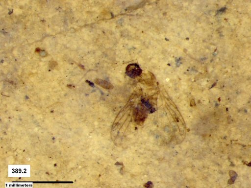 Diptera