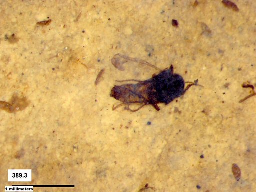 Diptera