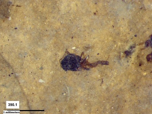 Diptera