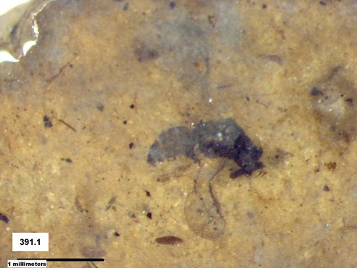 Genus sp